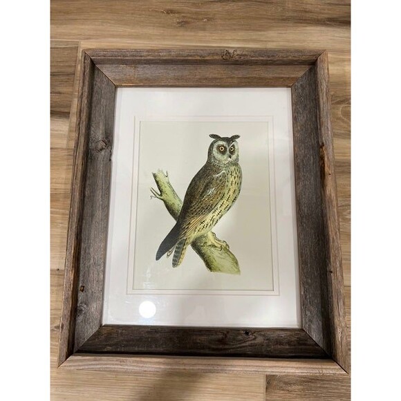 1870 Alexander Francis Lydon Long Eared Owl - Woodcut Framed Print - Picture 2 of 4
